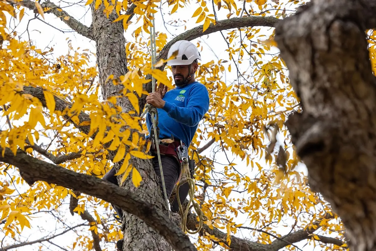 Skilled Tree Pruning crew working in Fort White