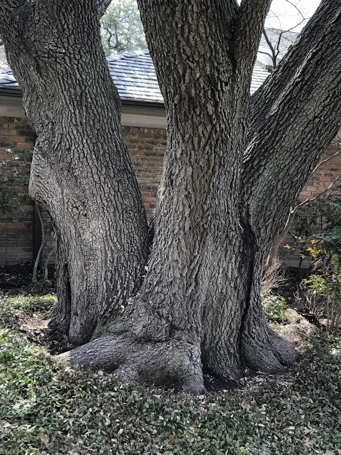 Mature heritage tree close to a Fort White property cared for by certified arborists